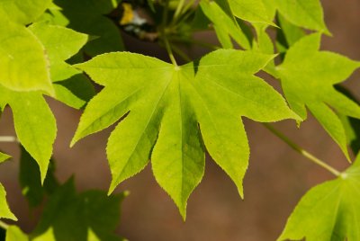 Kalopanax pictus - dlanitec pestrý - list